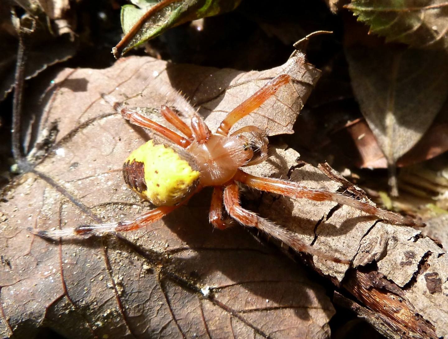 Araneus marmoreus var. pyramidatus - Monte Mottarone